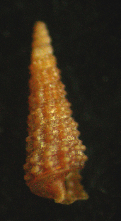 Cerithiopsis atalaya